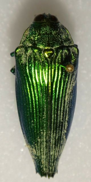 Bellamyola Mouhoti 30.  2mm Malaysia Bp88 Buprestid Insect Jewel Beetle Calodema