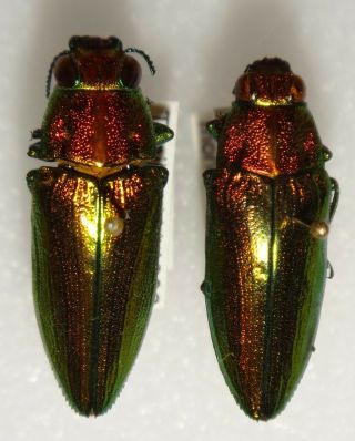 Philocteanus Moricii Pair Thailand Bp87 Buprestid Insect Jewel Beetle Calodema