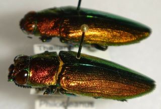 Philocteanus moricii Pair Thailand BP87 Buprestid Insect Jewel Beetle Calodema 2