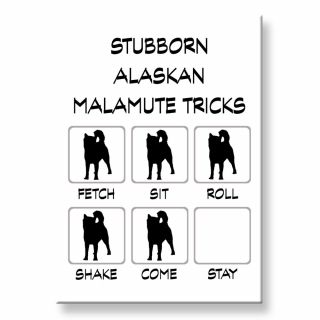 Alaskan Malamute Stubborn Tricks Fridge Magnet Steel Case Funny