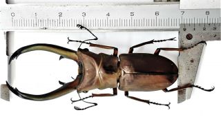 Cyclommatus Truncatus 70.  5mm From Sumatra Indonesia