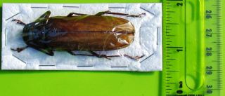 X - Large Thai Long - Horn Beetle Macrotoma Fisheri 1 7/8 - 2 1/2 " Fast From Usa