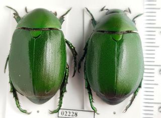 Scarabaeidae,  Rutelinae Sp.  12 Indonesia,  N Sumatra