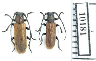 Cerambycidae Anaesthetis Testacea Russia,  South Urals Pair