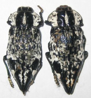 Buprestidae 2 Polybothris Lelieurii A1 (madagascar)