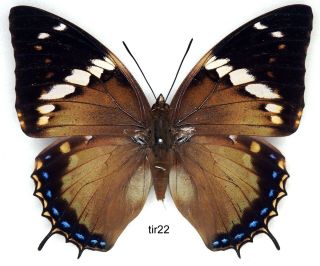 Butterfly - 1 X Mounted Female Charaxes Tiridates (good A1 -)