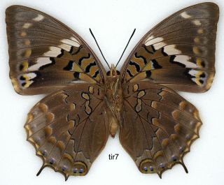 Butterfly - 1 x mounted female Charaxes tiridates (Good A1 -) 2