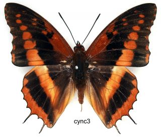 Butterfly - 1 X Mounted Male Charaxes Cynthia Cynthia (good A1 -)