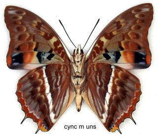 Butterfly - 1 x mounted male Charaxes cynthia cynthia (Good A1 -) 2