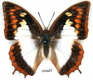 Butterfly - 1 X Mounted Female Charaxes Protoclea Azota (good A1 -)