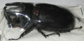 Dynastidae Scapanes Australis Australis Male A1 54mm (west Papua)