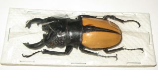 Odontolabis Ludekingi Male 65mm (lucanidae)