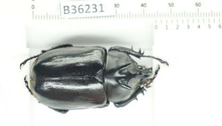 B36231 – Eupatorus Endoi Species? Beetles,  Insects Dak Nong Vietnam 44mm
