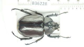 B36228 – Eupatorus Endoi Species? Beetles,  Insects Dak Nong Vietnam 42mm