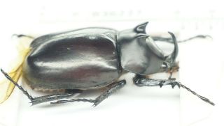 B36227 – Eupatorus Endoi Species? Beetles,  Insects Dak Nong Vietnam 41mm