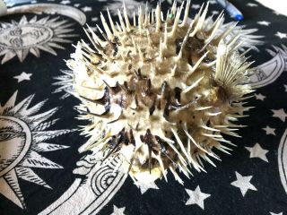 Real Dried Puffer Fish / Porcupine Fish / Blowfish - 6 Inches
