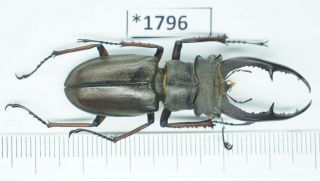 , 1796 - Lucanus Kraatzi Giangae? Beetles Cao Bang Vietnam