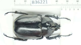 B36221 – Eupatorus Endoi Species? Beetles,  Insects Dak Nong Vietnam 44mm