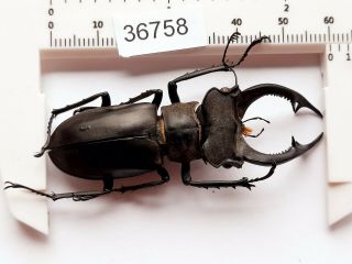B36758 - Lucanus Nobilis Ps.  Beetles Yen Bai Vietnam 60mm