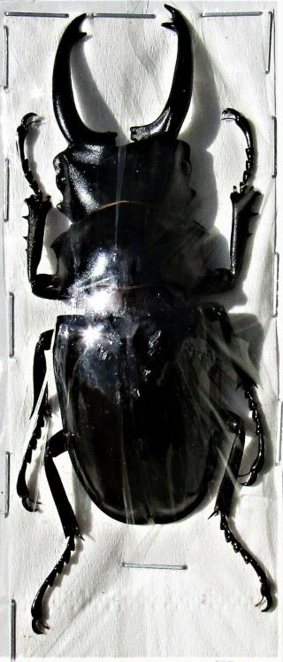 Stag Beetle Odontolabis Dalmanni Celebensis Telodonte 75mm Male Fast From Usa
