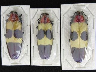Buprestidae Set Of 3 Chrysochroa Rugicollis