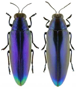 Insect - Buprestidae Chrysochroa Fulminans Fulminans - Java - Pair 35mm,  / -.