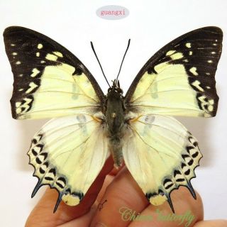 5 Unmounted Butterfly Nymphalidae Polyura Nepenthes Nepenthe Guangxi A1 A1 -