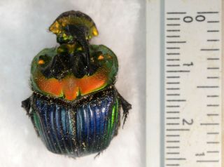 Sulcophanaeus Imperator A1 Unmounted Scarabaeidae Scarabaeindae Geotrupidae