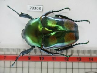 73308 Cetoniidae: Jumnos Ruckeri.  Vietnam.  Ha Giang