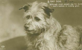 Old Dog Postcard Border Terrier Gay Dog With Poem 1913 Usa Real Photo