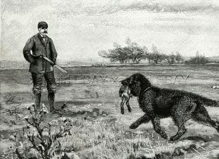 Dog Curly - Coated Retriever & Pointer Hunting Dog Training,  1880s Antique Print 2