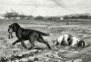 Dog Curly - Coated Retriever & Pointer Hunting Dog Training,  1880s Antique Print 3