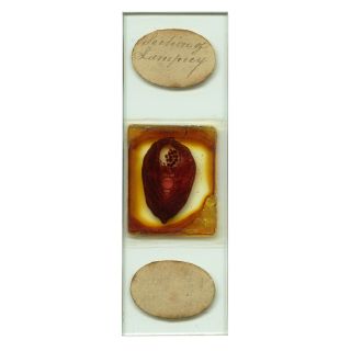 Antique Microscope Slide Of Lamprey Section By Amos Topping