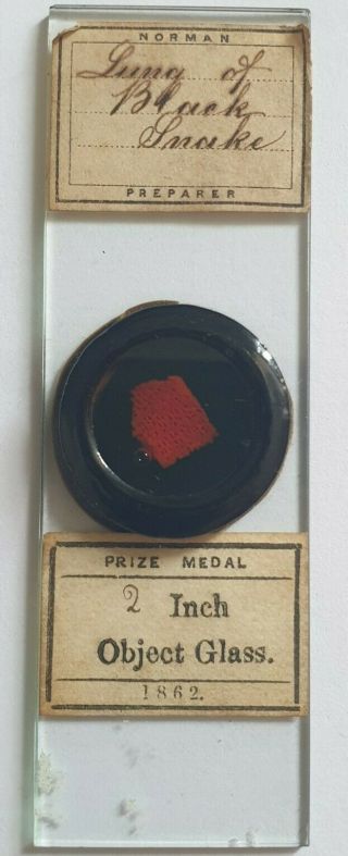 Fine Antique Deep Cell Microscope Slide Lung Of Black Snake.  By Norman