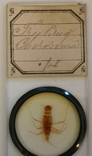 Fine Antique Whole Insect Microscope Slide Tree Bug.  By Norman.