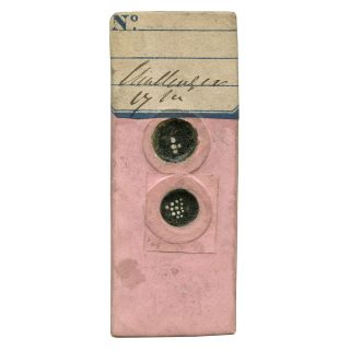Antique Microscope Slide With Shells From H.  M.  S.  Challenger From 500 Fathoms