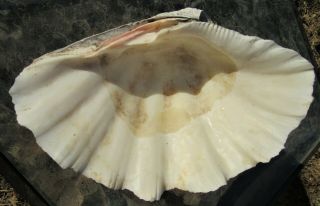 Vintage Tridacna Natural Giant Clam Seashell 12 1/2 " X 8 1/2 " X 4 "