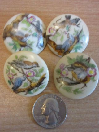 4 Large Antique Victorian Porcelain Hand Painted Buttons Birds In Nest