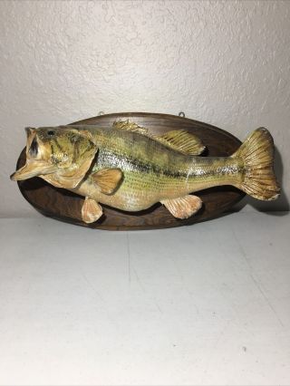 Vintage Real Skin Largemouth Bass Taxidermy Mount 21 " Length Man Cave / Lodge