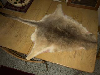 Vintage Kangaroo Pelt Fur Hide Skin Floor Rug Wall Hanging