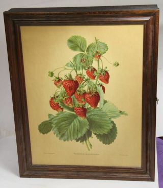 Spice Rack/cabinet Vintage Three Mountaineers Wooden,  Strawberry