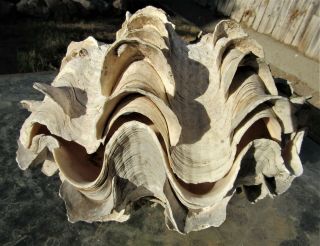 Vintage Tridacna Natural Giant Double Clam Seashells 9 " X 7 " X 7 "