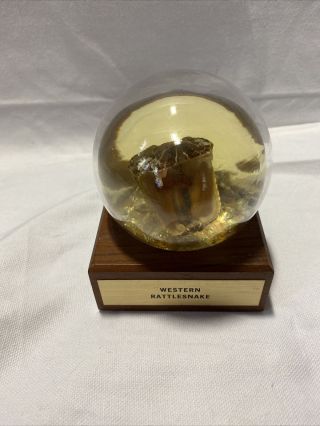 Vintage Western Rattlesnake Taxidermy Head Crystal Vu Ball Display Nature Gem J3