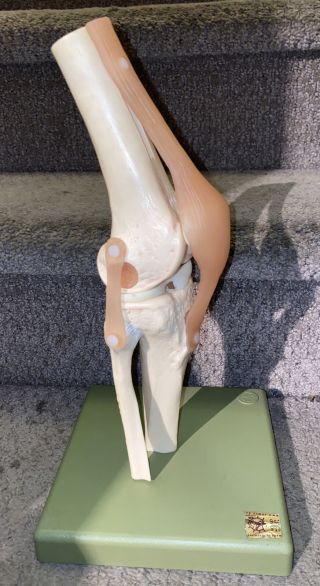 Vintage Somso Functional Knee Joint Anatomical Anatomy Model Modelle Seit 1876