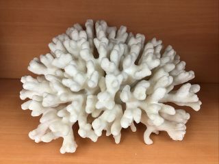 Vintage Natural White Large Piece Of Coral 10” By 8” By 5”
