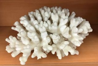 Vintage Natural White Large Piece Of Coral 10” By 8” By 5” 2