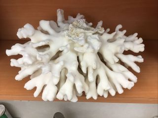 Vintage Natural White Large Piece Of Coral 10” By 8” By 5” 3