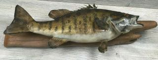 Vintage 18 " Small Mouth Bass Real Skin Taxidermy Fish Wall Mount On Driftwood
