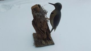 Wood Carved Yellow Shafted Flicker Duck Decoy By J.  P.  Hand Of Cape May,  Nj
