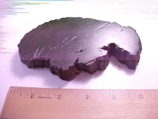 Ancient Miniature Tree Trunk Cross Section Possibly 500 Year Old Bonsai V.  Hard